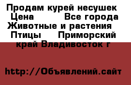 Продам курей несушек › Цена ­ 350 - Все города Животные и растения » Птицы   . Приморский край,Владивосток г.